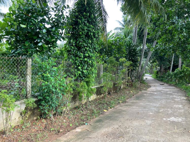 đất nền giá rẻ bồng sơn hoài nhơn