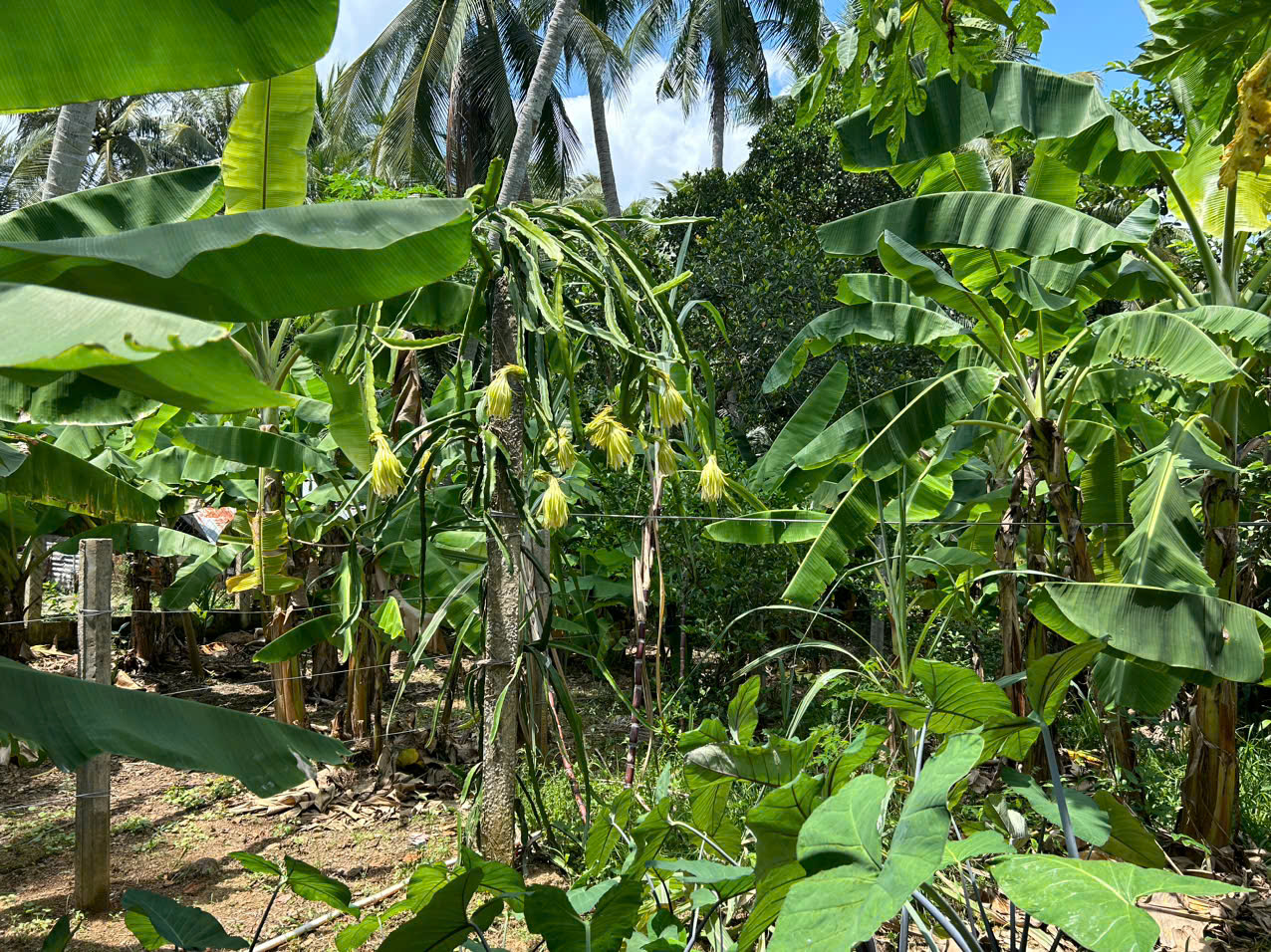 nhà vườn hoài nhơn giá rẻ