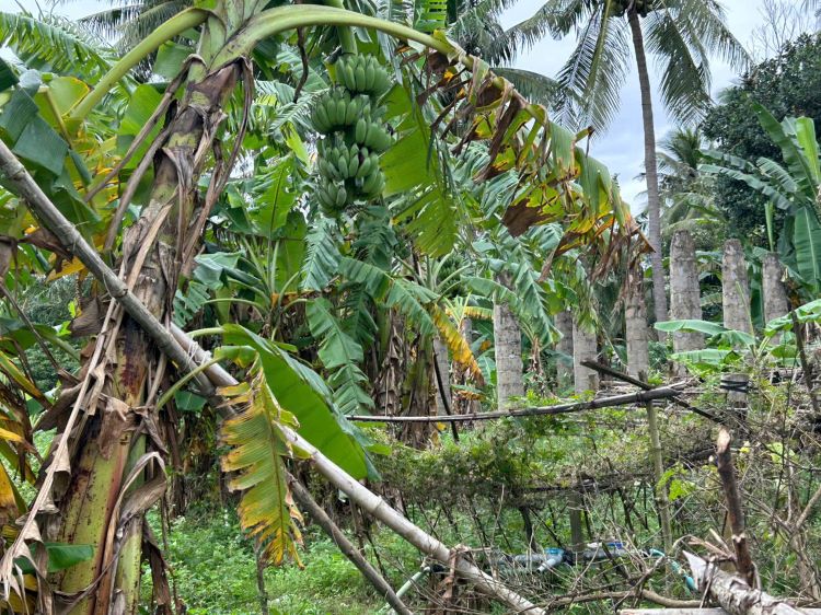 nhà vườn hoài thanh hoài nhơn